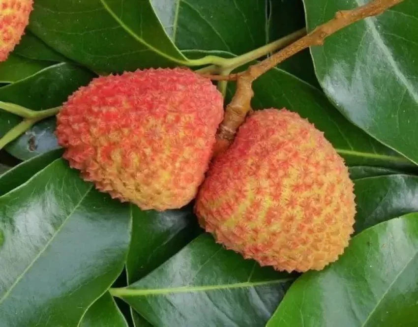 Fruit Seeds,Garden seeds, Seeds For Planting,Plant Seeds
