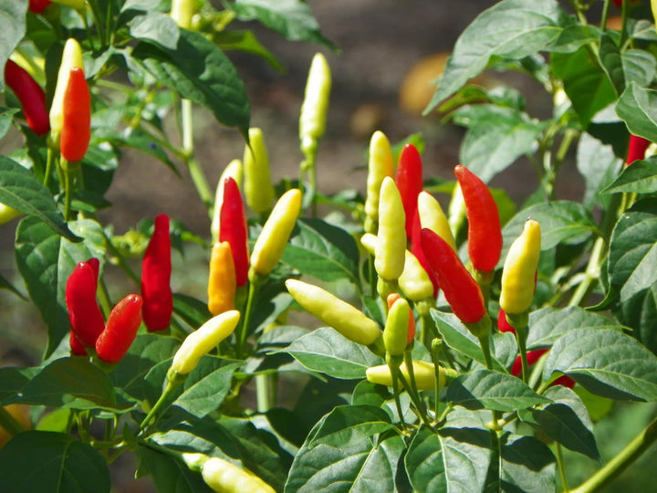 Florida Grove Pepper Seeds for Planting – Heirloom Non-GMO High Germination Organic Garden Seeds, Sweet and Mild Peppers