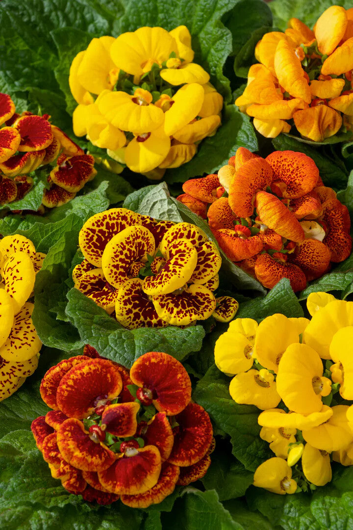 Calceolaria Zapatilla Flower Seeds for Planting – Heirloom Non-GMO, High Germination Organic Garden Seeds