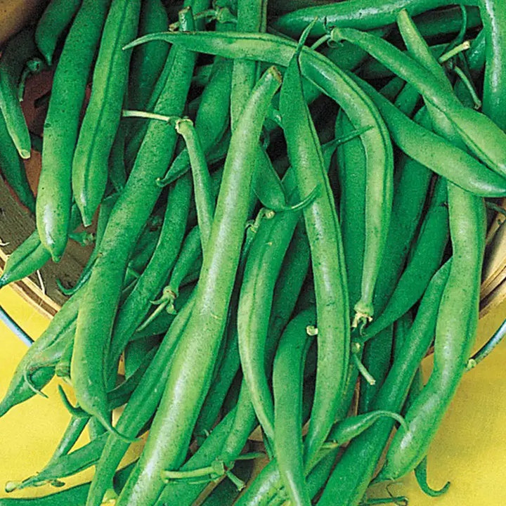 Blue Lake Pole Bean Seeds for Planting – Heirloom, Non-GMO, Tender Climbing Vegetable – High Germination