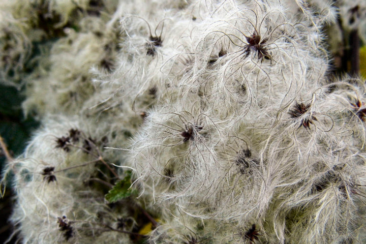 Old Man’s Beard Flower Seeds for Planting – Heirloom Non-GMO Cut Flower, High Germination Organic Garden Seeds