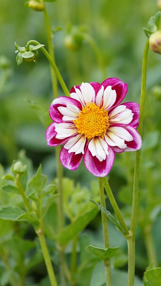 Pink White Aster Flower Seeds for Planting – Heirloom, Non-GMO, High Germination Organic Garden Seeds