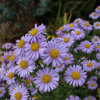 Aster Novi-Belgii Flower Seeds for Planting – Heirloom, Shade-Tolerant & Non-GMO Organic Garden Seeds