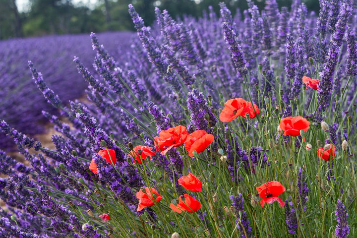 Lavender Barbara Flower Seeds for Planting – Heirloom Non-GMO, High Germination Organic Garden Seeds