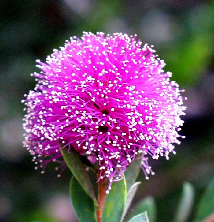 Pink Melaleuca Flower Seeds for Planting – Unique Fragrant Blooms
