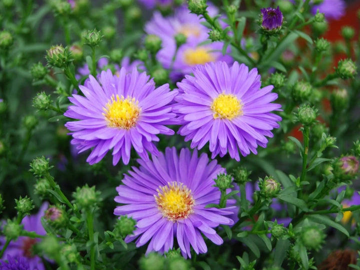 Lavender Aster Flower Seeds for Planting – Heirloom Non-GMO, High Germination Organic Garden Seeds