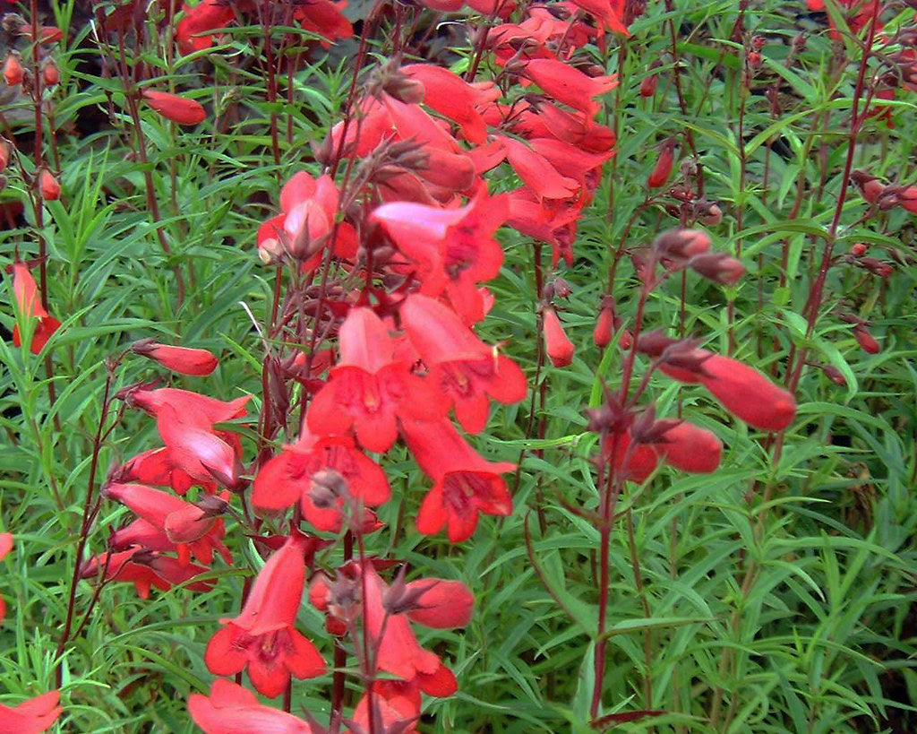 Penstemon Flower Seeds for Planting – Heirloom, Non-GMO, High Germination Organic Garden Seeds