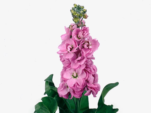 Pink Matthiola Incana Flower Seeds for Planting – Shade Tolerant, Heirloom, Non-GMO, High Germination