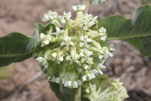 Asclepias Arenaria Flower Seeds for Planting – Vibrant Heirloom, Non-GMO, High Germination Seeds