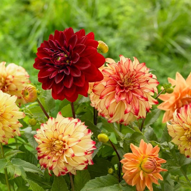 Giant Flower Seeds for Planting – Heirloom, Non-GMO, High Germination Garden Seeds