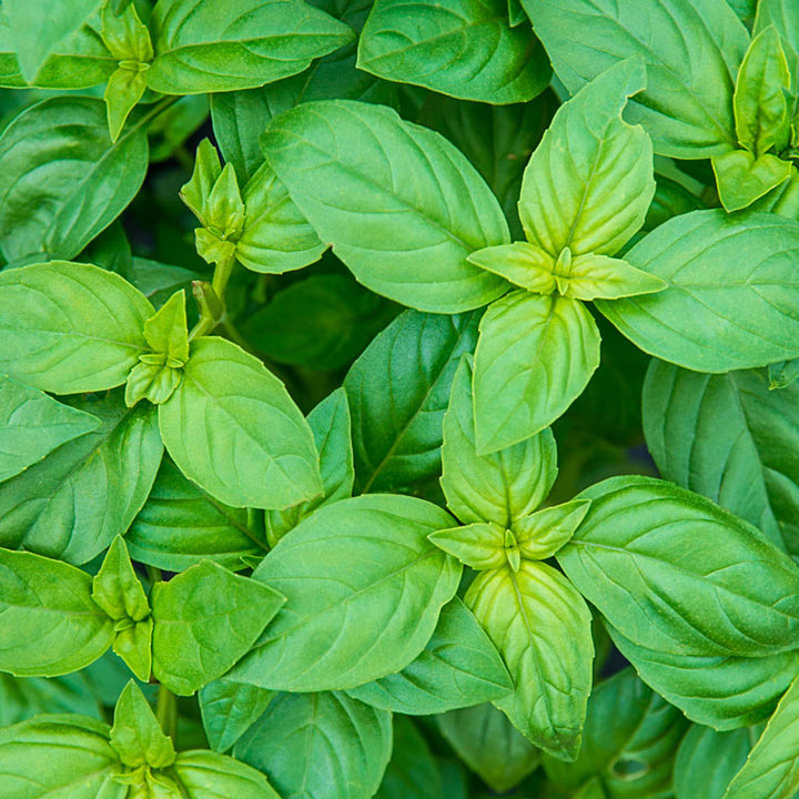 Sweet Basil Herb Seeds for Planting – Heirloom, Non-GMO Versatile Seeds for Culinary and Medicinal Gardens