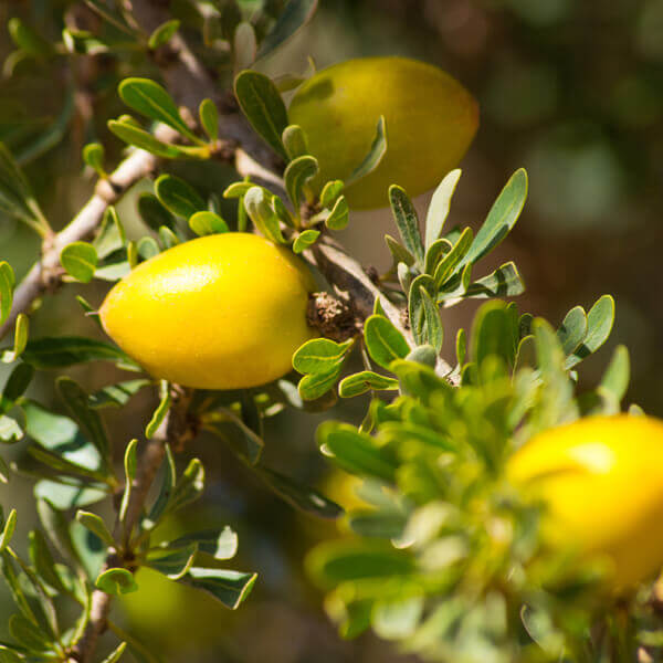 Argania Spinosa Fruit Seeds for Planting – Heirloom, Non-GMO, Nutritious Aromatic Harvest Seeds