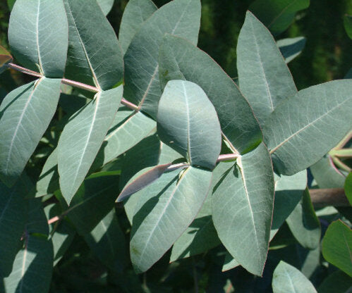 Eucalyptus Nitens Tree Herb Seeds for Planting – Heirloom, Non-GMO Seeds for Year-Round Growth