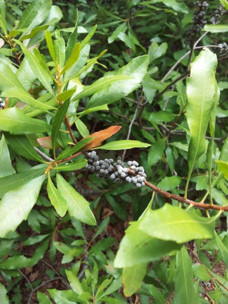 Green Wax Myrtle Plant Seeds for Planting – Heirloom, Non-GMO Herb Seeds