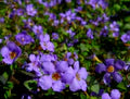 Purple Bacopa Blutopia Flower Seeds for Planting – Heirloom, Non-GMO, High Germination Organic Garden Seeds