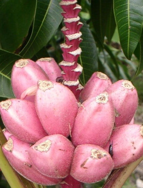 Pink Banana Fruit Seeds – Heirloom, Non-GMO Seeds for Rare Tropical Garden Planting