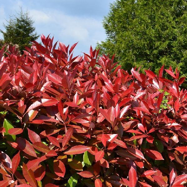 Red Tip Photinia Flower Seeds for Planting – Heirloom Non-GMO, High Germination Organic Garden Seeds