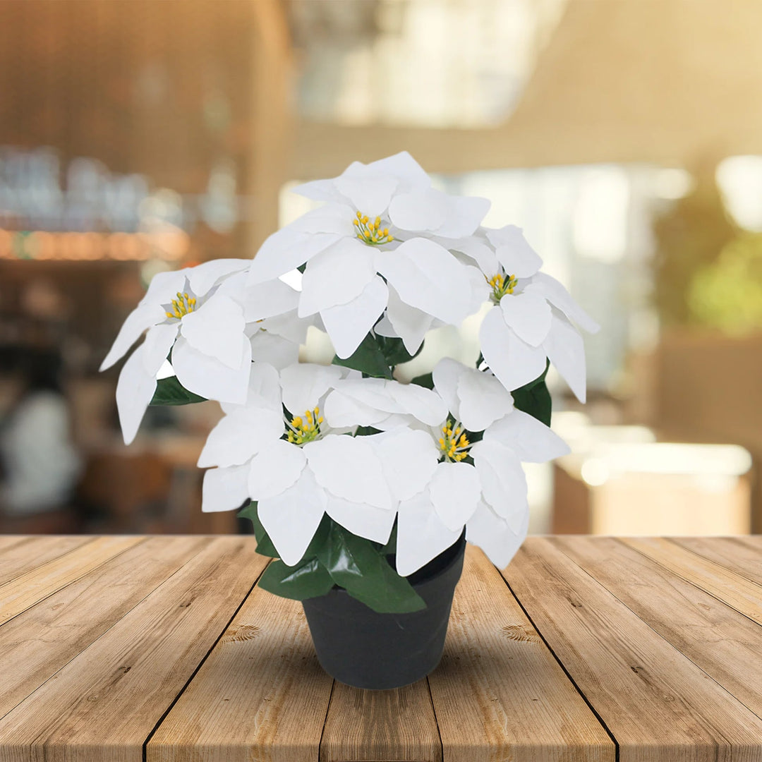 White Poinsettia Seeds for Planting – Heirloom, Non-GMO, Long Bloom Season, High Germination