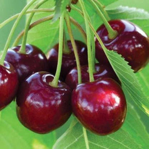 Fruit Seeds,Garden seeds, Seeds For Planting,Plant Seeds