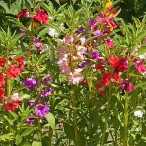 Flower Seeds, Seeds,Seeds For Planting,Plant Seeds