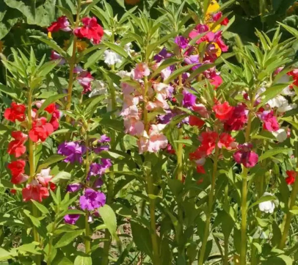 Flower Seeds, Seeds,Seeds For Planting,Plant Seeds