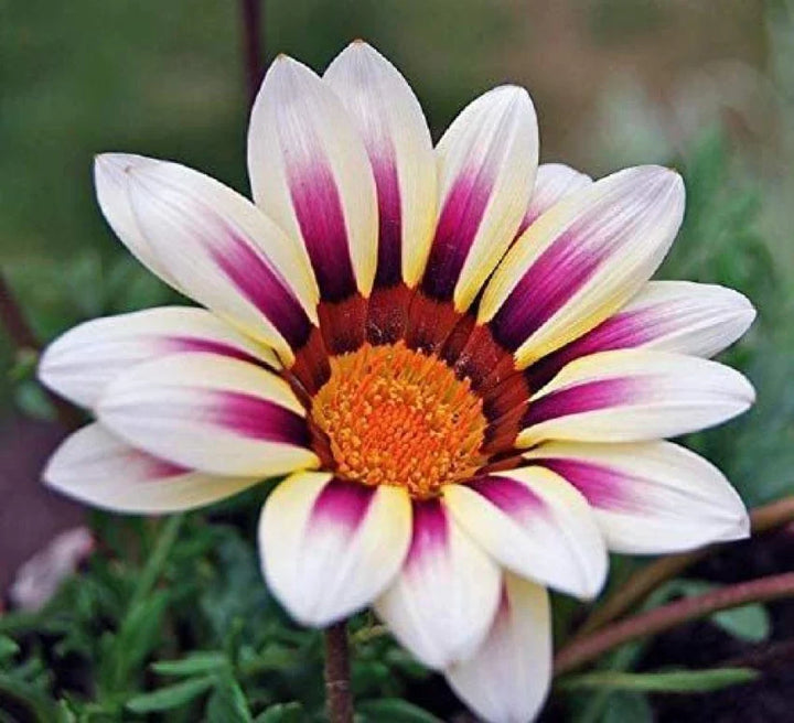 Flower Seeds, Seeds,Seeds For Planting,Plant Seeds