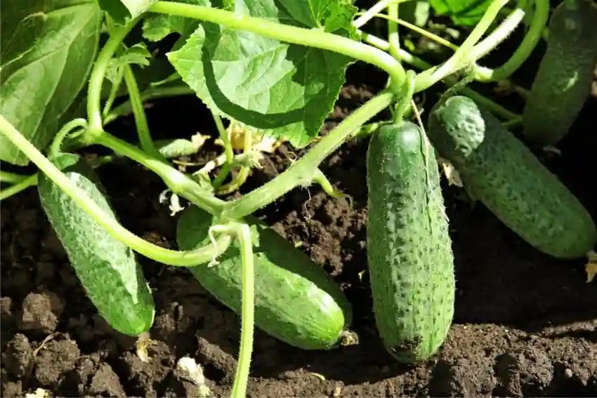 Octopus Vegetable Seeds for Planting – Heirloom Non-GMO Exotic Garden Seeds – Unique Organic Seeds, High Germination