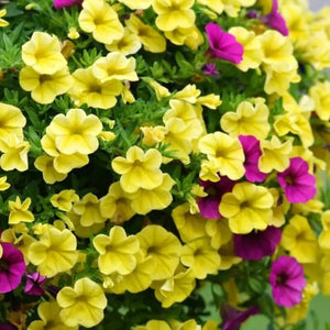 Flower Seeds, Seeds,Seeds For Planting,Plant Seeds