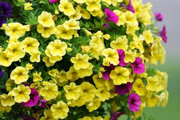 Flower Seeds, Seeds,Seeds For Planting,Plant Seeds