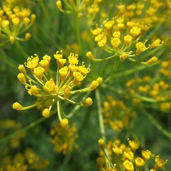 Vierling Dill Herb seeds – Heirloom, Non-GMO seeds for Planting in Home Garden