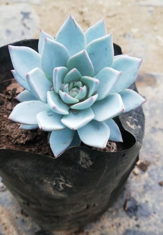 Sky Blue Echeveria Purpusorum Flower Seeds for Planting – Heirloom Non-GMO, High Germination Organic Garden Seeds
