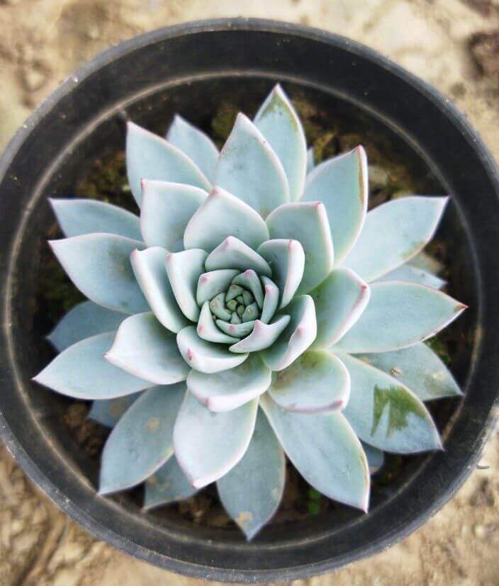 Sky Blue Echeveria Purpusorum Flower Seeds for Planting – Heirloom Non-GMO, High Germination Organic Garden Seeds