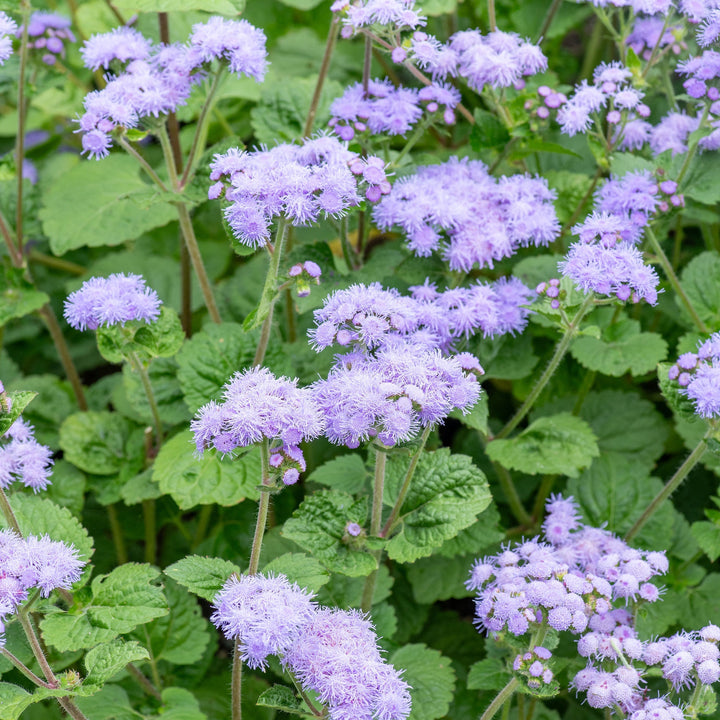 Flower Seeds, Seeds,Seeds For Planting,Plant Seeds