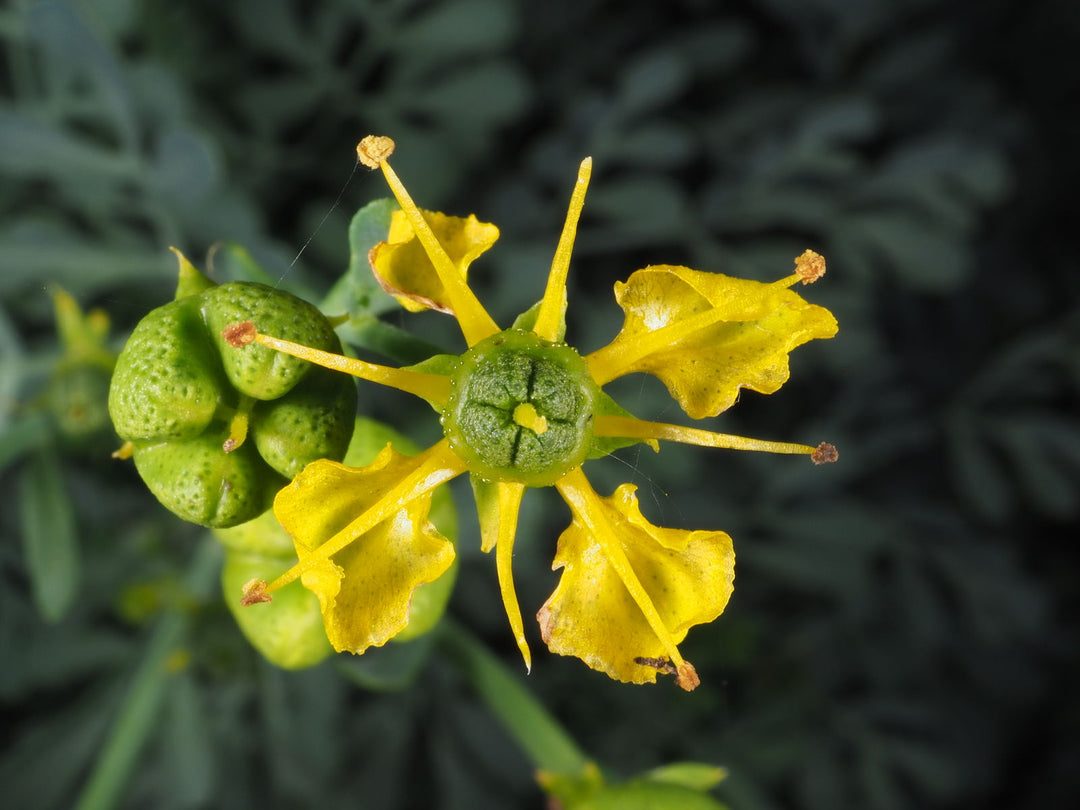 Yellow Ruta Flower Seeds for Planting – Heirloom Non-GMO, High Germination Organic Garden Seeds