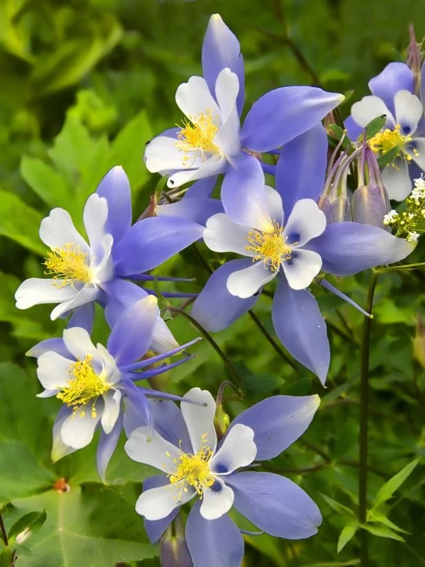 Aquilegia Columbine Flower Seeds for Planting - Vibrant Colors, Heirloom, Non-GMO, High Germination