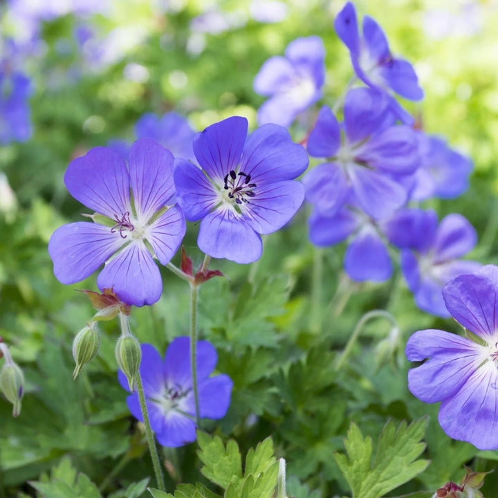 Cranesbill Geranium Flower Seeds for Planting | Heirloom Non-GMO Cut Flower Favorite