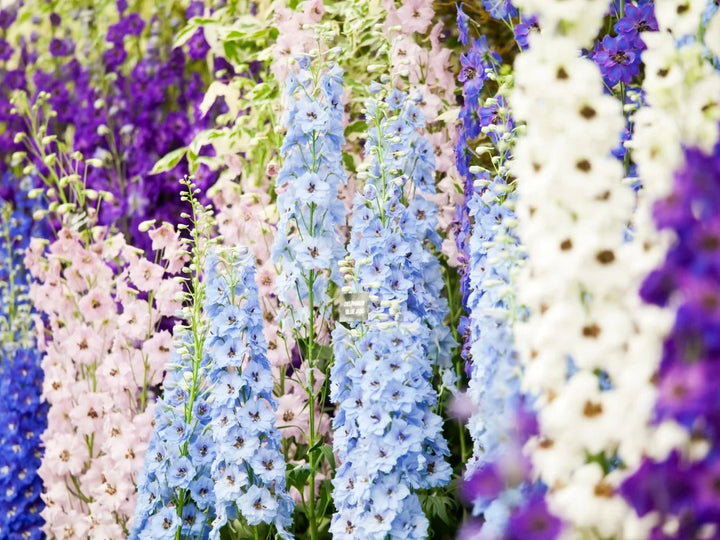 Perennial Flower Seeds for Planting – Garden Favorite, Heirloom &amp; GMO Free Seeds for Home Garden
