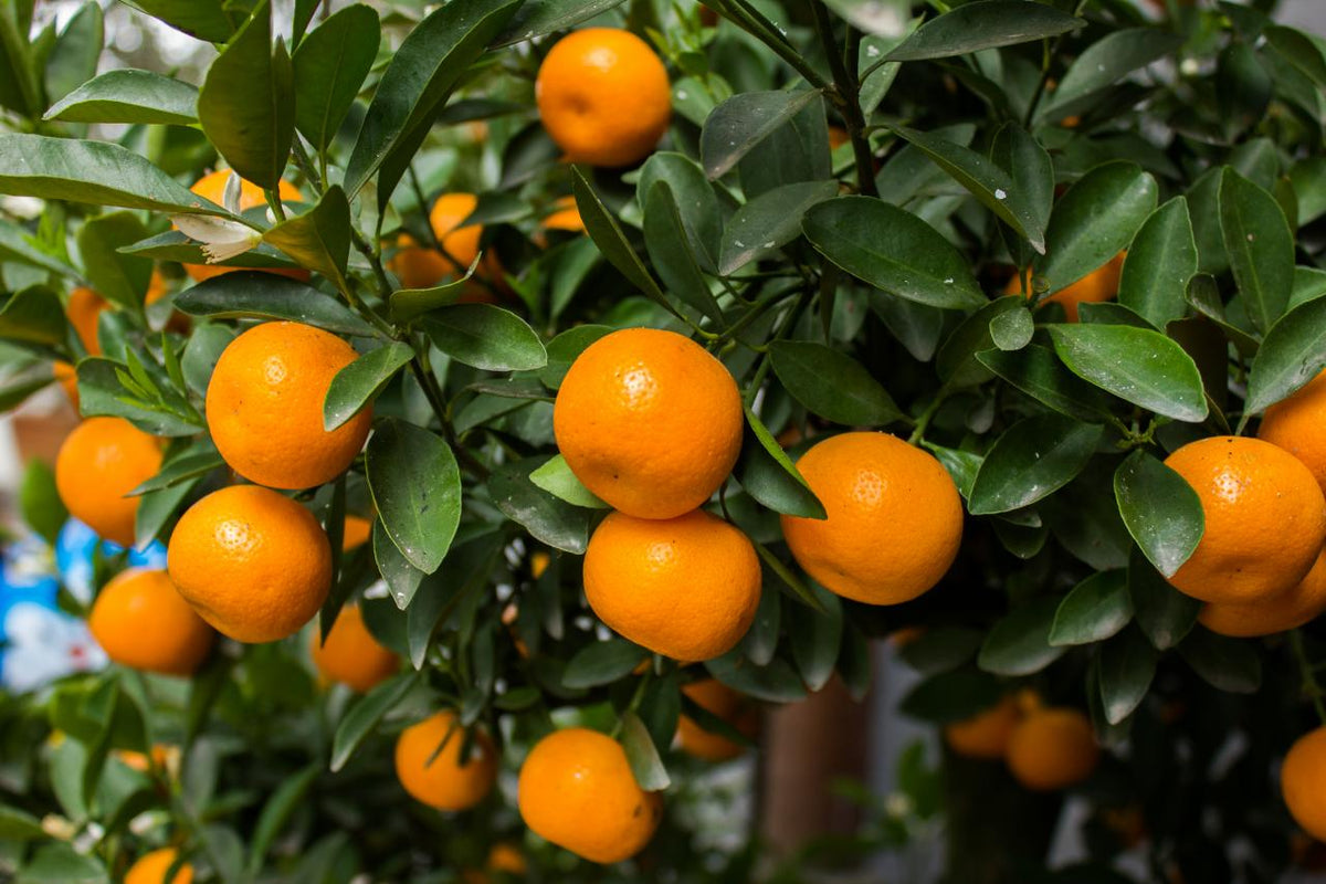Orange Mandarin Fruit Seeds for Planting – Heirloom, Non-GMO, Sweet Tangy Citrus Tree Seeds