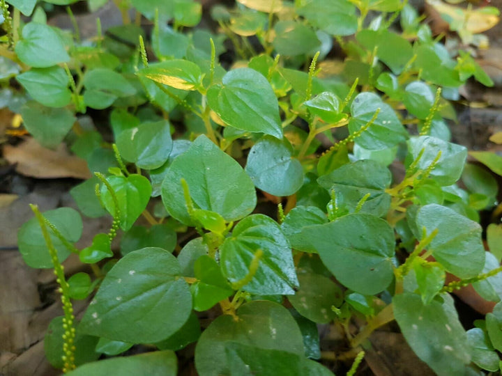 Peperomia Pellucida Rau Cang Cua Flower Seeds for Planting – Heirloom, Non-GMO, High Germination