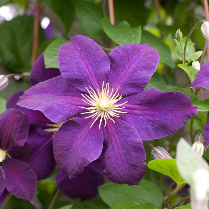Purple Clematis Flower Seeds for Planting – Heirloom, Non-GMO, High Germination Organic Garden Seeds