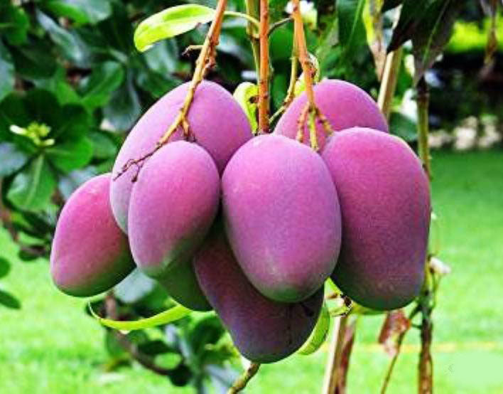 Pink Mango Fruit Seeds for Planting – Heirloom, Non-GMO Juicy Tropical Garden Fruit Seeds for Home Growing