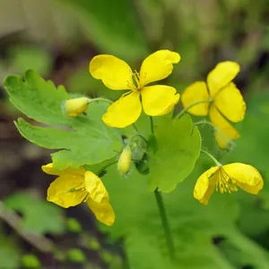 Greater Celandine Seeds (Chelidonium majus) for Planting – Heirloom, Non-GMO Medicinal Herb Seeds