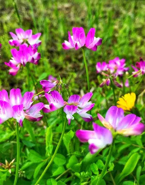 Violet Milkvetch Sinicus Flower Seeds for Planting – Heirloom Non-GMO, High Germination Organic Garden Seeds