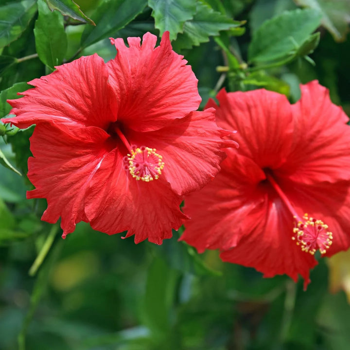 Hibiscus Flower Seeds for Planting – Heirloom Non-GMO, High Germination Organic Garden Seeds