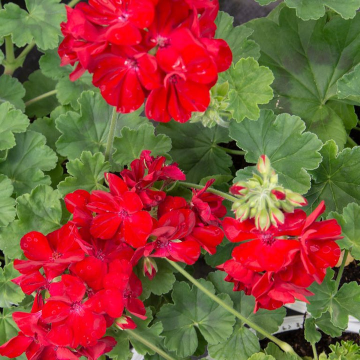 Red Geranium Breakaway Flower Seeds for Planting – Heirloom, Non-GMO, High Germination Organic Garden Seeds