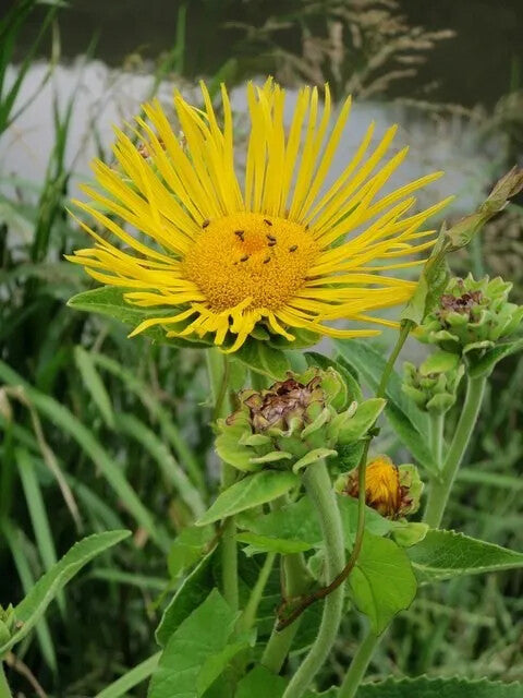 Enula Asteraceae Flower Seeds for Planting – Heirloom Non-GMO, High Germination Organic Garden Seeds