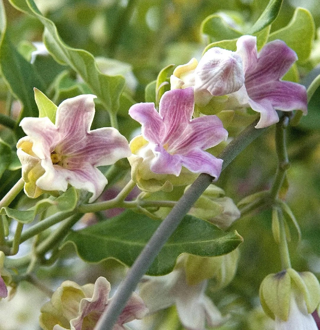 Araujia Flower Seeds for Planting – Heirloom, Non-GMO, High Germination Organic Garden Seeds