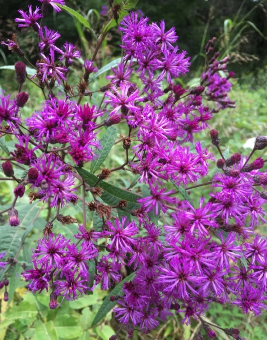 Vernonia Gigantea Flower Seeds for Planting | Heirloom Non-GMO High Germination Organic Garden Seeds
