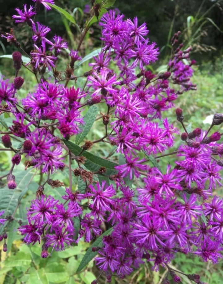 Vernonia Gigantea Flower Seeds for Planting | Heirloom Non-GMO High Germination Organic Garden Seeds