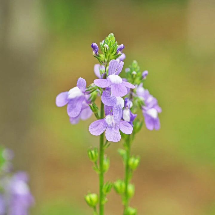Oldfield Toadflax Flower Seeds for Planting – Heirloom Non-GMO, High Germination Organic Garden Seeds